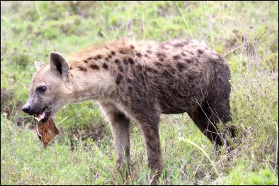 Quel est ce carnivore terrestre trapu au pelage rayé ou tacheté qui possède une puissante mâchoire ?