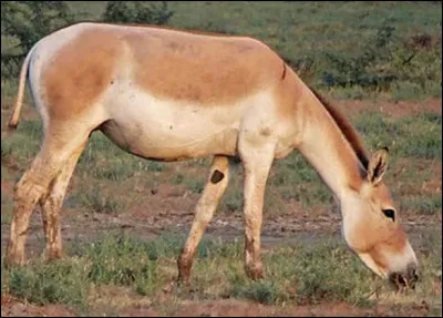 Quel est cet âne, un animal herbivore d'Asie en voie de disparition ?