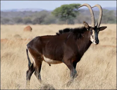 Quelle est cette antilope des sables, un animal d'Afrique du Sud vivant en troupeau ?