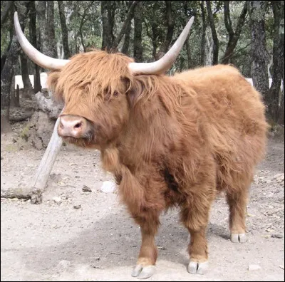 Quel est ce bovin écossais rustique caractérisé par de longs poils et deux grandes cornes, élevé pour sa viande persillée très gustative ?