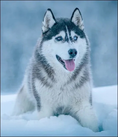 Quel est ce chien de meute grégaire, originaire de Sibérie, robuste, affectueux, intelligent et docile, élevé comme animal d'attelage