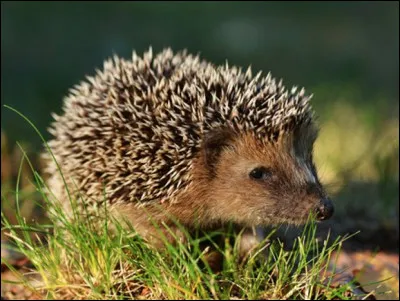 Quel est cet insectivore doté d'un système de défense imparable de piquants dorsaux et ayant la faculté de se mettre en boule ?