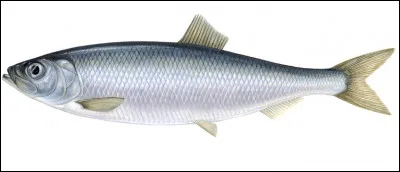 Quel est ce poisson de l'Atlantique du nord qui se déplace en bancs énormes, apprécié en gastronomie, frais, fumé, salé ou mariné ?