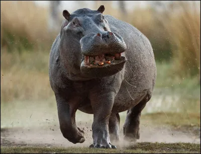 Quel est ce mammifère aquatique herbivore en forme de tonneau pouvant pesé jusqu'à 4,5 tonnes ?