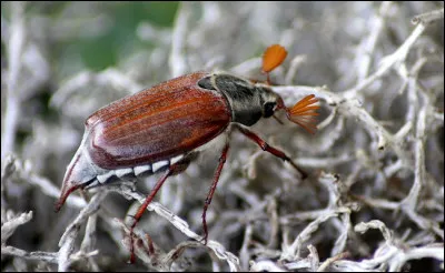 Quel est ce coléoptère avec des antennes courtes et frangées, gourmand de racines et de feuilles ?