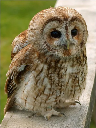 Quel est ce rapace nocturne des forêts qui niche dans le creux des arbres, prédateurs des rongeurs, des escargots et des insectes ?