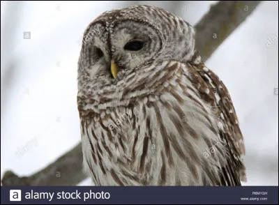 Si tu étais à Poudlard, quel animal choisirais-tu ?