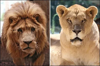 Où Kion a rencontré Rani ?