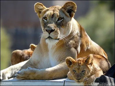Qui est le chef de la Garde du Roi lion ?
