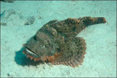 Quel est ce poisson ?