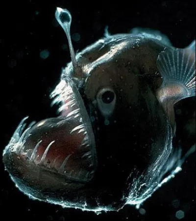 Quel est ce poisson ?