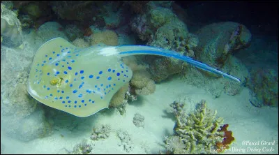 Quel est ce poisson ?