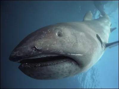 Quel est ce poisson ?