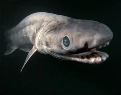 Quel est ce poisson ?