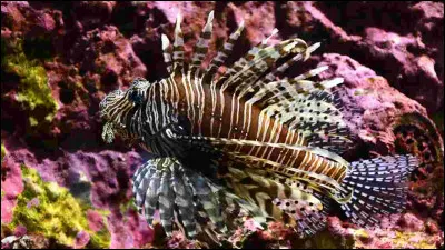 Quel est ce poisson ?