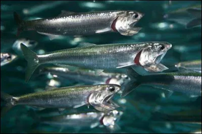 Quel est ce poisson ?