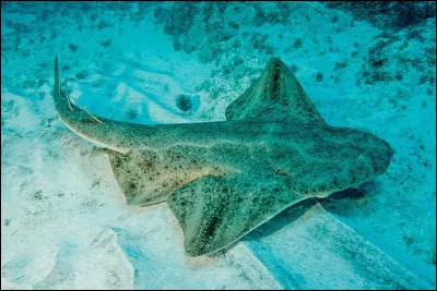 Quel est ce poisson ?