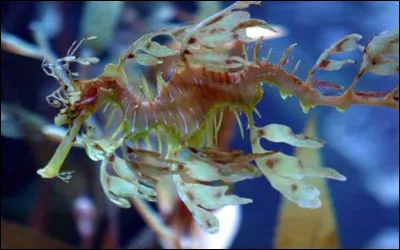 Quel est ce poisson ?