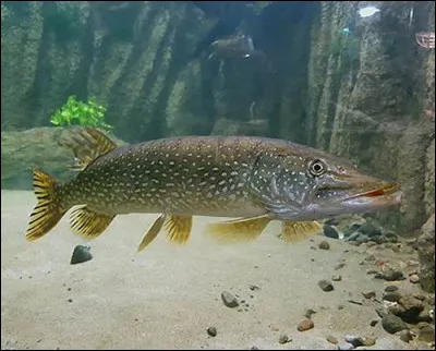 Quel est ce poisson ?