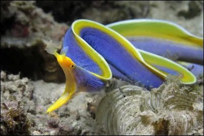 Quel est ce poisson ?