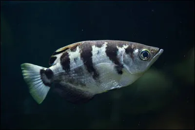 Quel est ce poisson ?