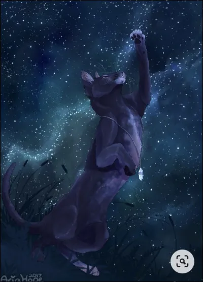 Six lunes s'écoulent, et ton amour et ta fierté pour les petits dissipent peu à peu ton chagrin. Et le jour de leur baptême d'apprentis, tu es heureuse comme tu ne l'avais pas été depuis des lunes, et tu sens presque la présence de Moustaches d'Orage à tes côtés. Mais la nuit suivante, dans le refuge des guerriers, tu fais de nouveau un rêve, cette fois dans une forêt parsemée d'étoiles ...