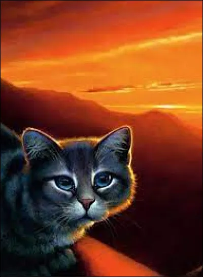 Tu es une jeune apprentie du nom de Nuage de Ronce. Aujourd'hui, tu as attrapé une grive, un mulot et une souris, et en récompense, ton mentor Baie Fauve t'annonce que tu vas l'accompagner à l'Assemblée, qui se tient ce soir même. Comment réagis-tu ?