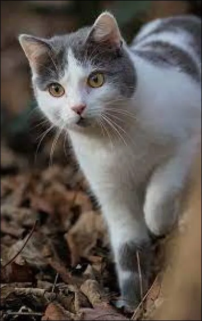 Peu de temps après, un jeune chat se présente à toi : c'est un apprenti du clan de l'Ombre du nom de Nuage de Pissenlit. Il te demande quelle est ta couleur de pelage préférée. Que lui réponds-tu ?