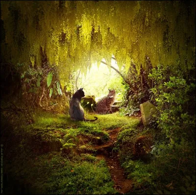 Tu finis par te laisser convaincre, et le lendemain, tu t'échappes hors du camp et te rends à la frontière. Nuage de Pissenlit t'y attendait, et vous commencez à jouer ensemble, jusqu'à l'aube. Mais l'apprenti au poil doré te propose de revenir ce soir encore. Comment réagis-tu ?