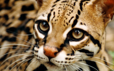 Quiz Felins