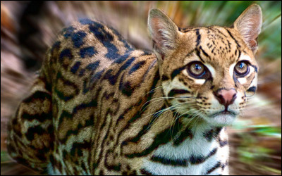 Les ocelots sont généralement solitaires sauf...