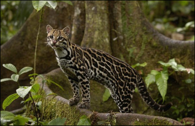 L'ocelot est un félin qui vit en Amérique du Sud et en Amérique centrale.