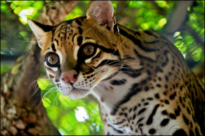 L'ocelot est en diminution.