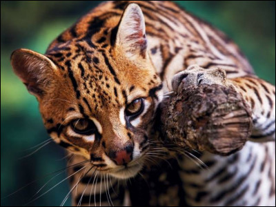 Jusqu'à combien de temps l'ocelot peut-il vivre à l'état sauvage ?