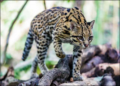 L'ocelot peut vivre jusqu'à environ 20 ans en captivité.