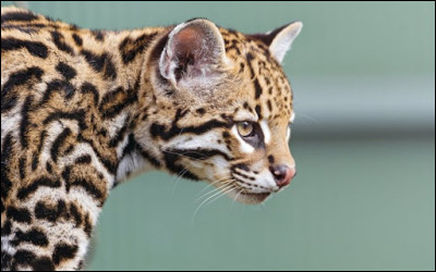 Combien dure la période de gestation pour la femelle ?