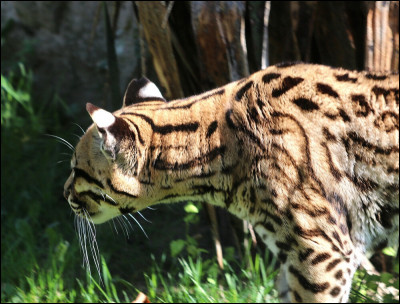 La femelle a une portée de...