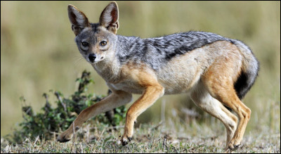Les deux parents s'occupent ensemble des petits.