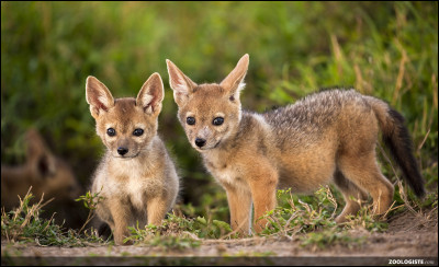 Les bébés chacals deviennent adultes à l'âge de 11 mois.