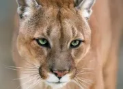 Quiz Le puma