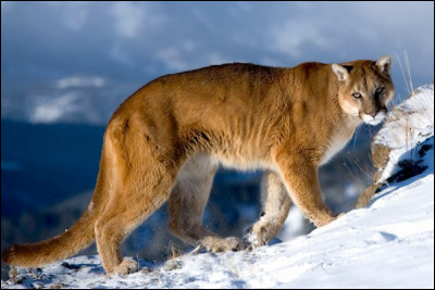 Le puma est en diminution.