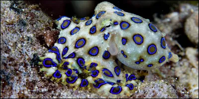 Une pieuvre à anneaux bleus contient assez de venin pour tuer...