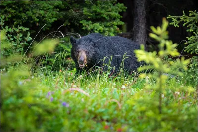 Pourquoi l'ours noir se déplace-t-il dans les villes, et rencontre donc des humains ?