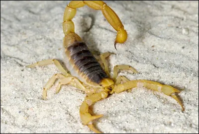 Quel est l'autre nom du scorpion jaune ?