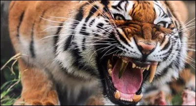 Combien de morts les tigres font-ils par an ?