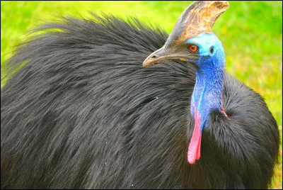 Pourquoi les casoars attaquent-ils les joggeurs ?