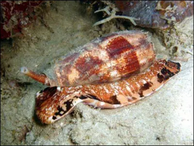 Le cône géographe a un des poisons les plus puissants des mers, mais comment fait-il pour le transmettre à sa proie ?