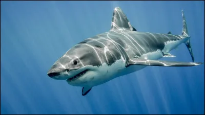 Pourquoi les grands requins blancs attaquent-ils les surfeurs ?
