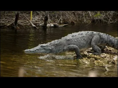 Ils ne le paraissent pas mais les crocodiles peuvent atteindre une vitesse d'environ...