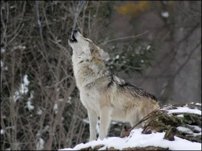 De quoi est-accusé le loup ?